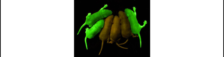 Optogenetika: világító gamer egerek távirányítással és idegsejt mozi 1