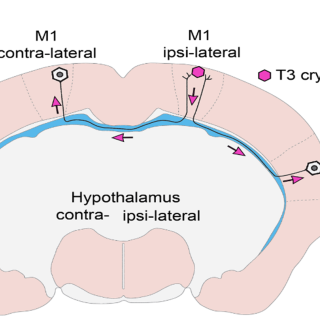 A THAI-egerek M1 agykérgi régiójába helyezett (kristályból felszabaduló) T3 az interhemiszférikus axonokon keresztül átjut a másik féltekébe, ahol a kontralaterális M1 régióban transzkripciós hatást vált ki, míg a régióval közvetlen összeköttetésben nem álló hipotalamuszban ilyen hatás nem mutatható ki.