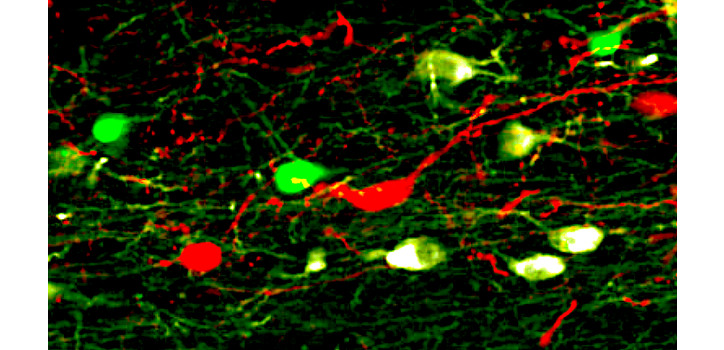 GnRH-cre neuron-dependent retrograde pseudo-rabies virus labeling diakép