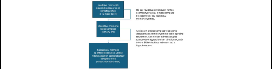 Az emlékezés labirintusa: a memória fajtái