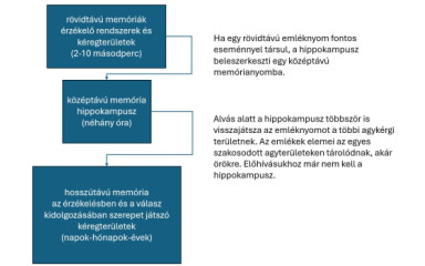 Az emlékezés labirintusa: a memória fajtái