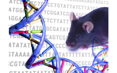 Generation of genetically modified mouse lines