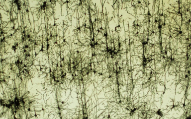 Pajzsmirigyhormon grádiensek kialakulása az idegrendszerben