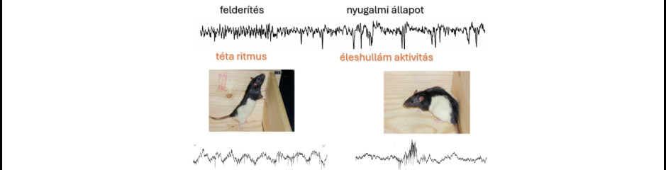 Az EEG és a viselkedés összefüggése II.