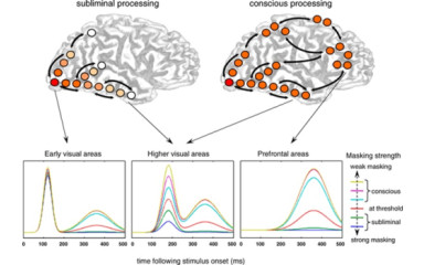 Az agyi területek összhangjának és működési módjainak összehangolása I: a homloklebeny, mint a tudatosság központja